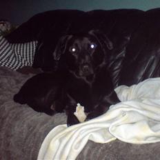 Blanding af racer Samson