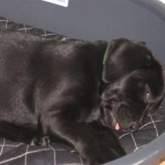 Labrador retriever Zenta