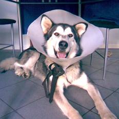 Alaskan malamute CATO *DØD*