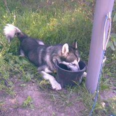 Alaskan malamute CATO *DØD*