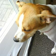 Dansk svensk gaardhund Carla