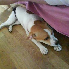 Dansk svensk gaardhund Carla