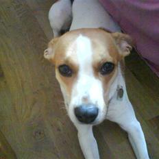 Dansk svensk gaardhund Carla