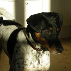 Dansk svensk gaardhund KVIK