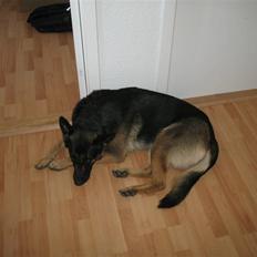 Schæferhund R.I.P MY BEST DOG EVER ;/
