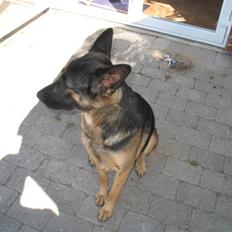 Schæferhund R.I.P MY BEST DOG EVER ;/