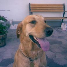 Labrador retriever FINDUS