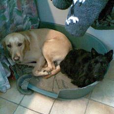 Labrador retriever FINDUS