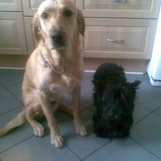 Labrador retriever FINDUS