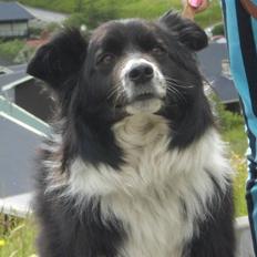 Border collie Lady