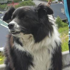 Border collie Lady