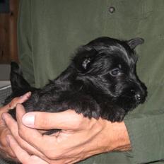 Skotsk terrier LITTLE BIG HORN´S KIMI