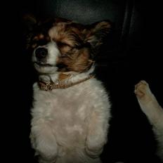 Blanding af racer Buddy Love