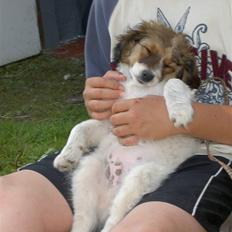 Blanding af racer Buddy Love