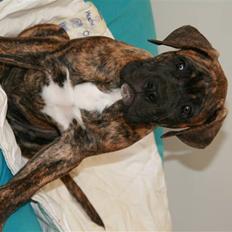 Blanding af racer Baloo