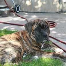 Blanding af racer Baloo