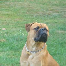 Bullmastiff Kenzo