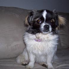 Tibetansk spaniel Candy