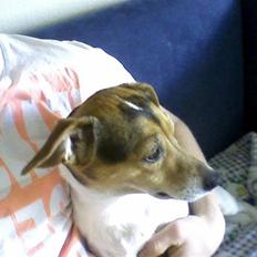 Dansk svensk gaardhund Sussi :)