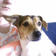 Dansk svensk gaardhund Sussi :)