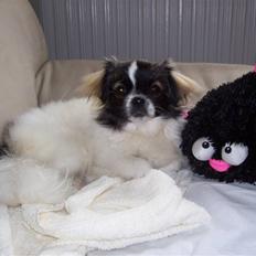 Tibetansk spaniel Candy