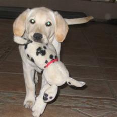 Labrador retriever Zita