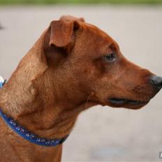 Dvaergpinscher Bailee