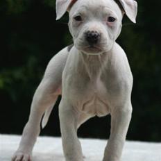 Amerikansk staffordshire terrier zippo