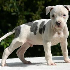 Amerikansk staffordshire terrier zippo