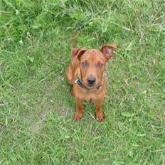 Dvaergpinscher Bailee