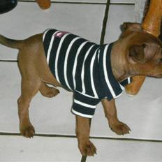 Dvaergpinscher Bailee