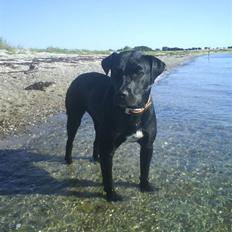 Blanding af racer Nala