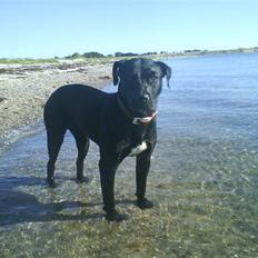 Blanding af racer Nala