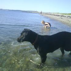 Blanding af racer Nala