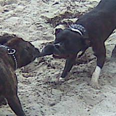 Amerikansk staffordshire terrier paco