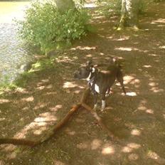 Amerikansk staffordshire terrier paco