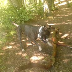 Amerikansk staffordshire terrier paco