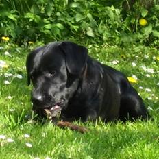Labrador retriever Molly