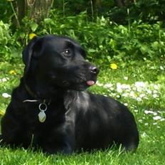 Labrador retriever Molly