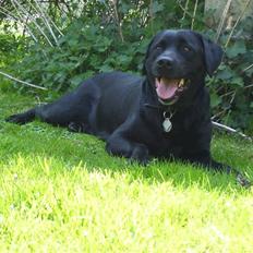 Labrador retriever Molly