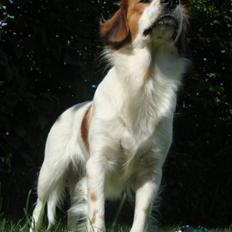 Kooikerhondje Høgedals Lady Smilla