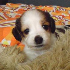 Kooikerhondje Høgedals Lady Smilla