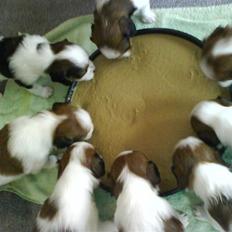 Kooikerhondje Høgedals Lady Smilla