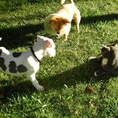 Amerikansk staffordshire terrier zippo
