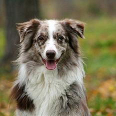Australian shepherd Boomer