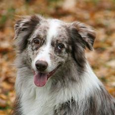 Australian shepherd Boomer