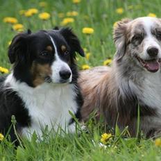 Australian shepherd Boomer