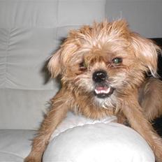 Blanding af racer Kiki