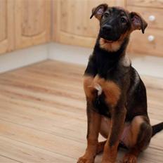 Blanding af racer Emma