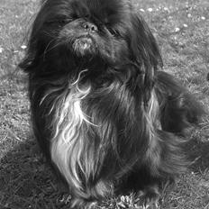 Pekingeser Balto